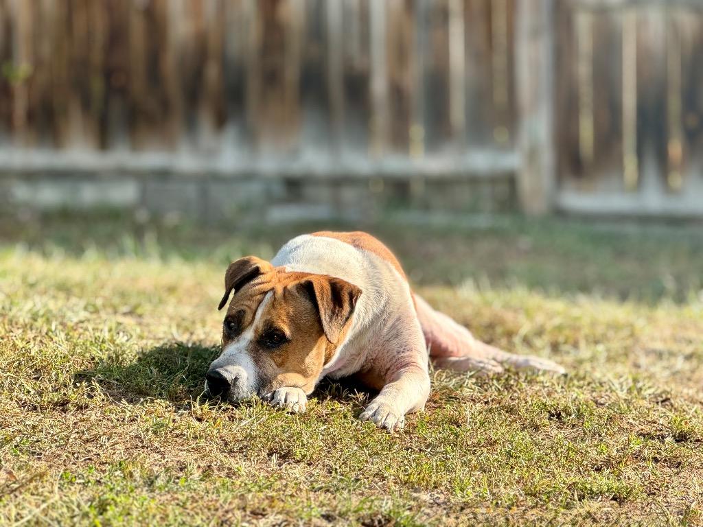 Wally, a Adoptable Pit Bull Terrier in Gloversville, NY image 3/6