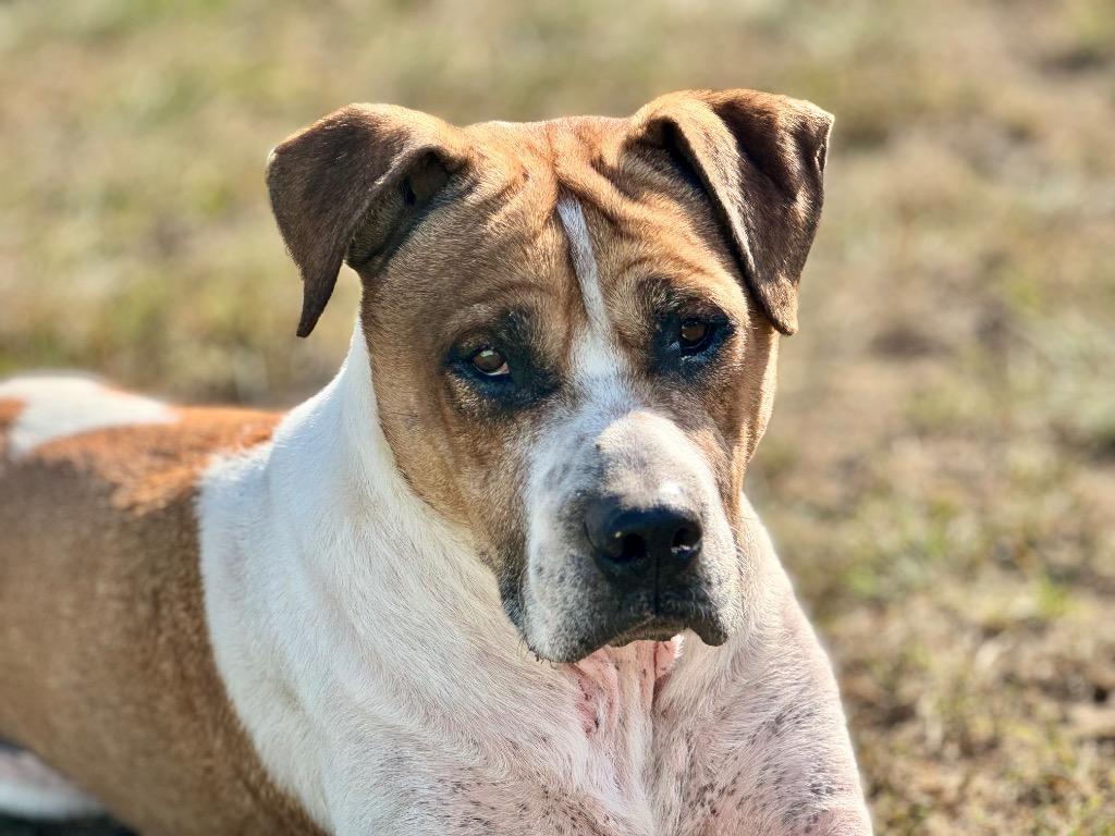 Wally, a Adoptable Pit Bull Terrier in Gloversville, NY image 5/6