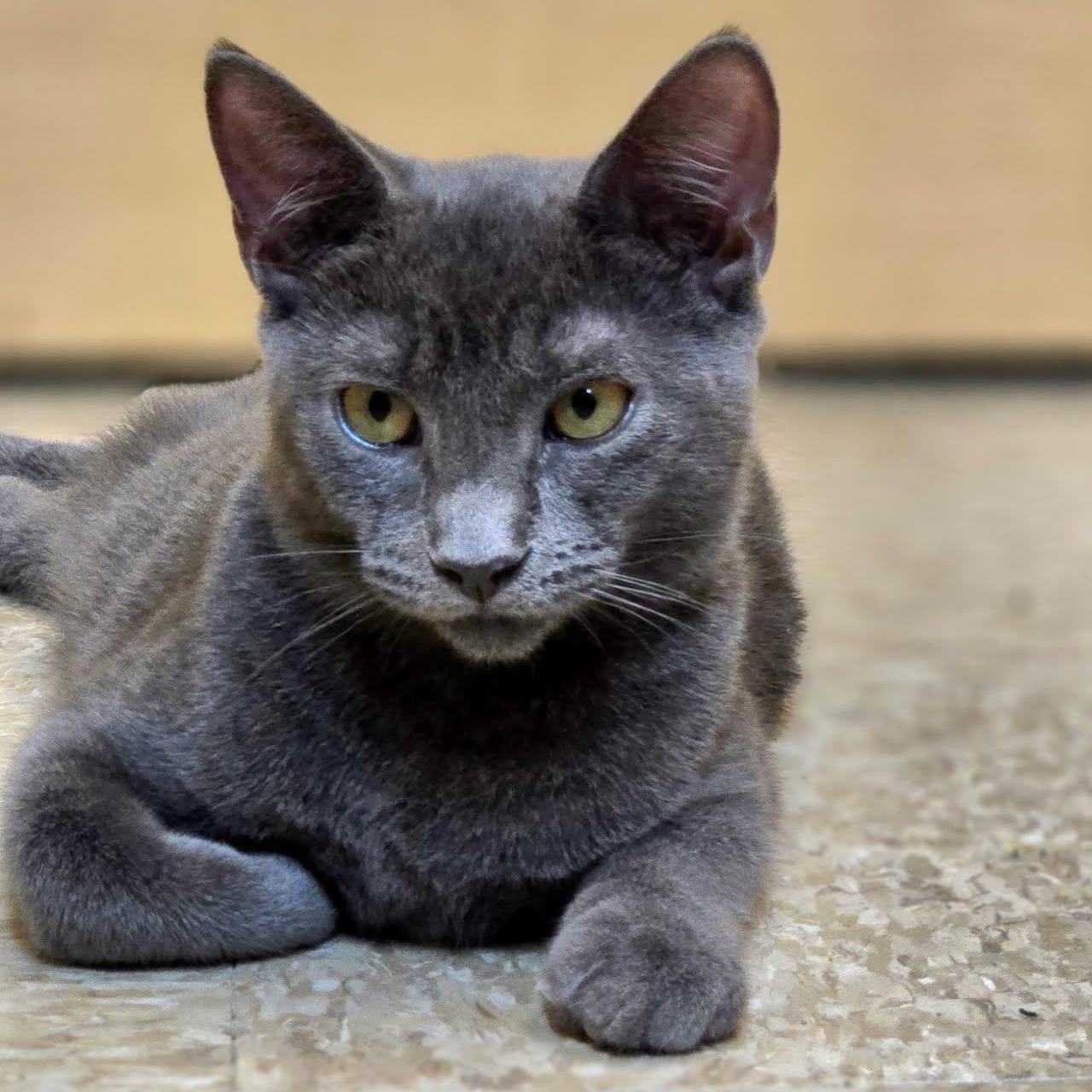 Enlarge Thelma & Louise, a Adoptable mixed breed in Red Bank, NJ image 4/5