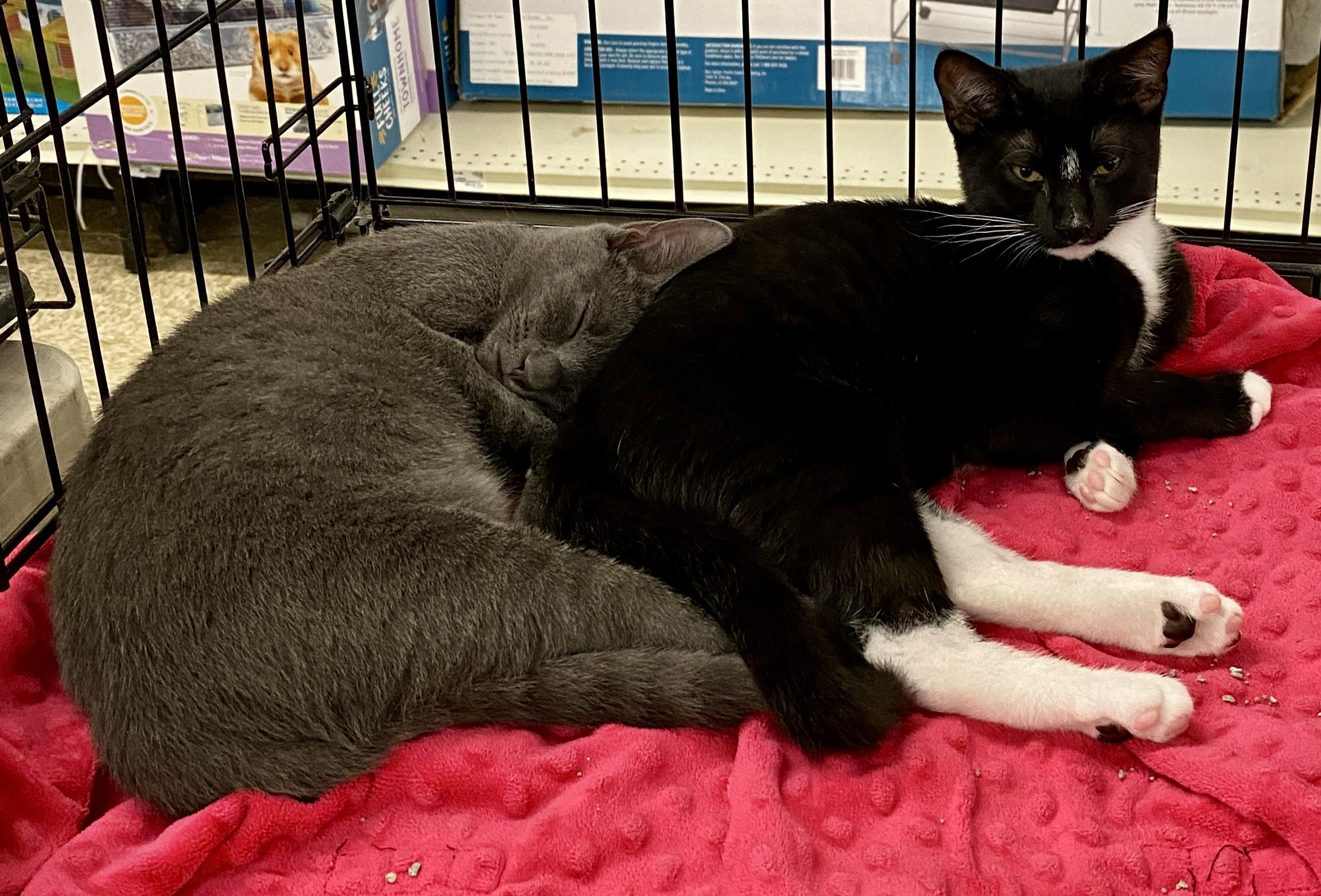 Enlarge Thelma & Louise, a Adoptable mixed breed in Red Bank, NJ image 3/5