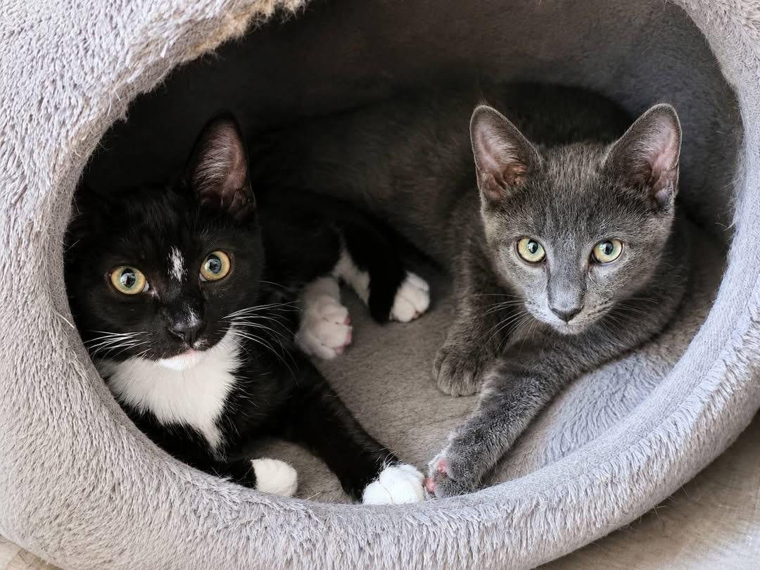 Thelma & Louise, Adoptable, Kitten Female Domestic Short Hair & Russian Blue.