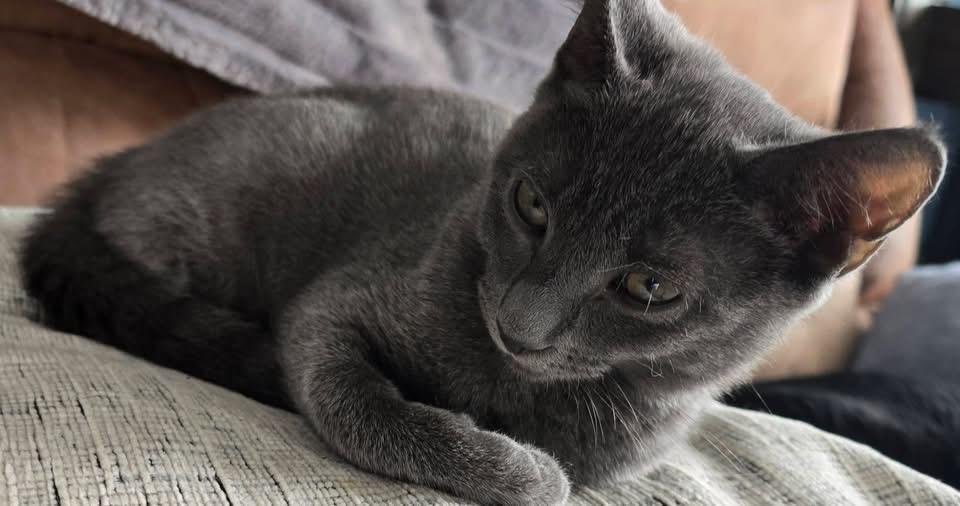 Enlarge Thelma & Louise, a Adoptable mixed breed in Red Bank, NJ image 5/5