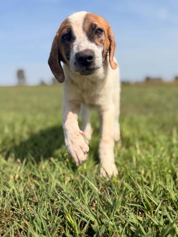 Enlarge Hailey - coming soon!, a Adoptable mixed breed in Shawnee Mission, KS image 1/4