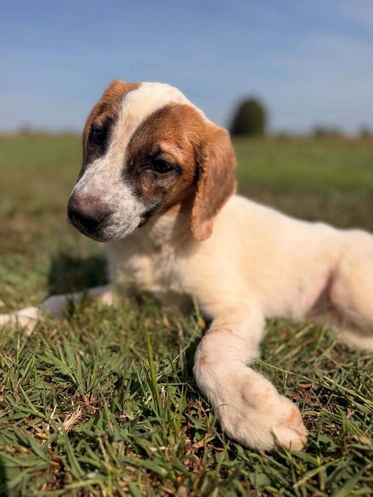 Enlarge Hailey - coming soon!, a Adoptable mixed breed in Shawnee Mission, KS image 2/4