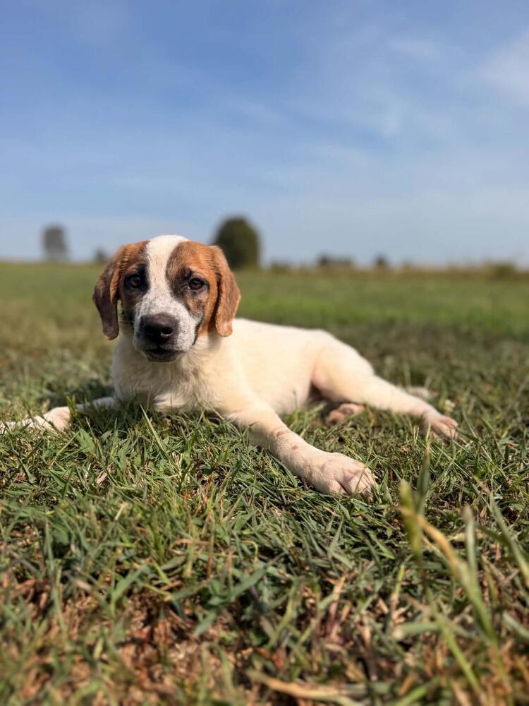 Enlarge Hailey - coming soon!, a Adoptable mixed breed in Shawnee Mission, KS image 3/4
