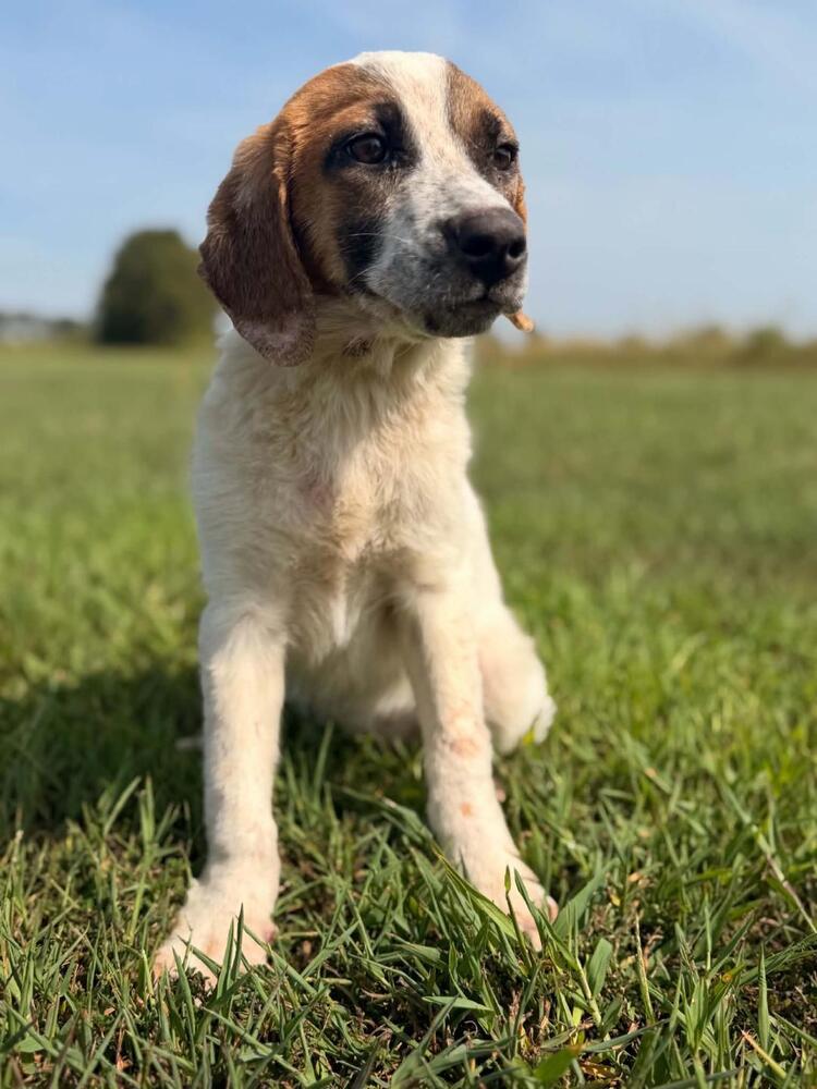 Enlarge Hailey - coming soon!, a Adoptable mixed breed in Shawnee Mission, KS image 4/4