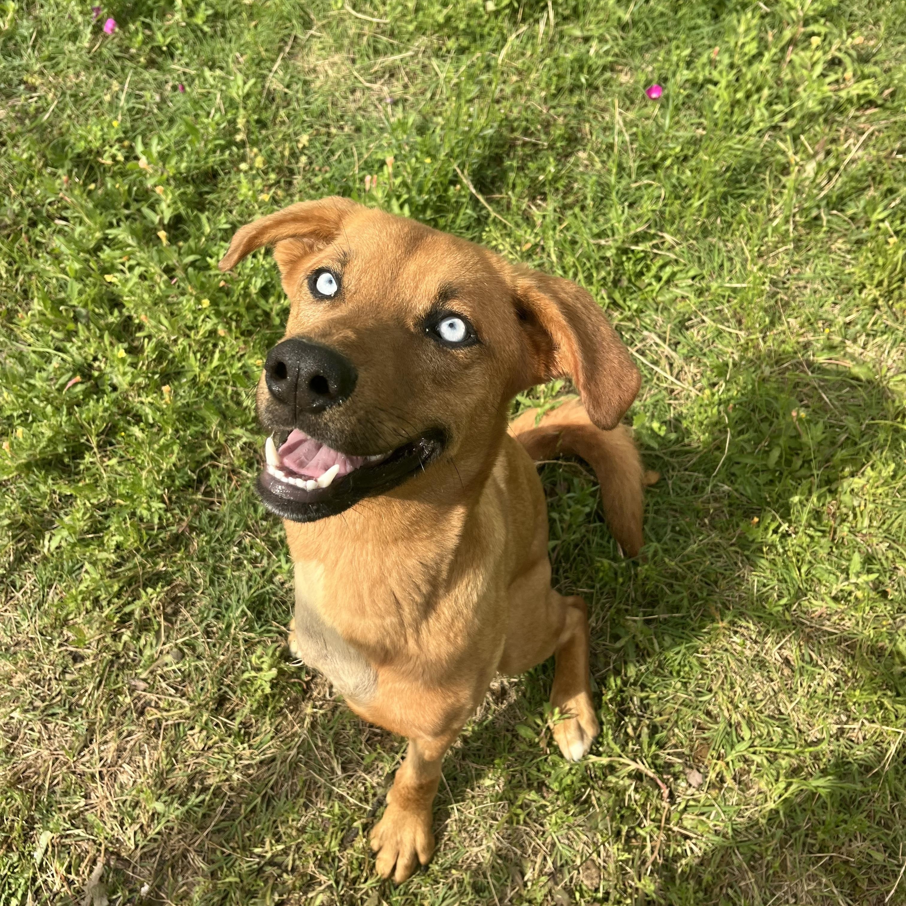 Jasmine , adopted, Young Female Golden Retriever & Terrier.