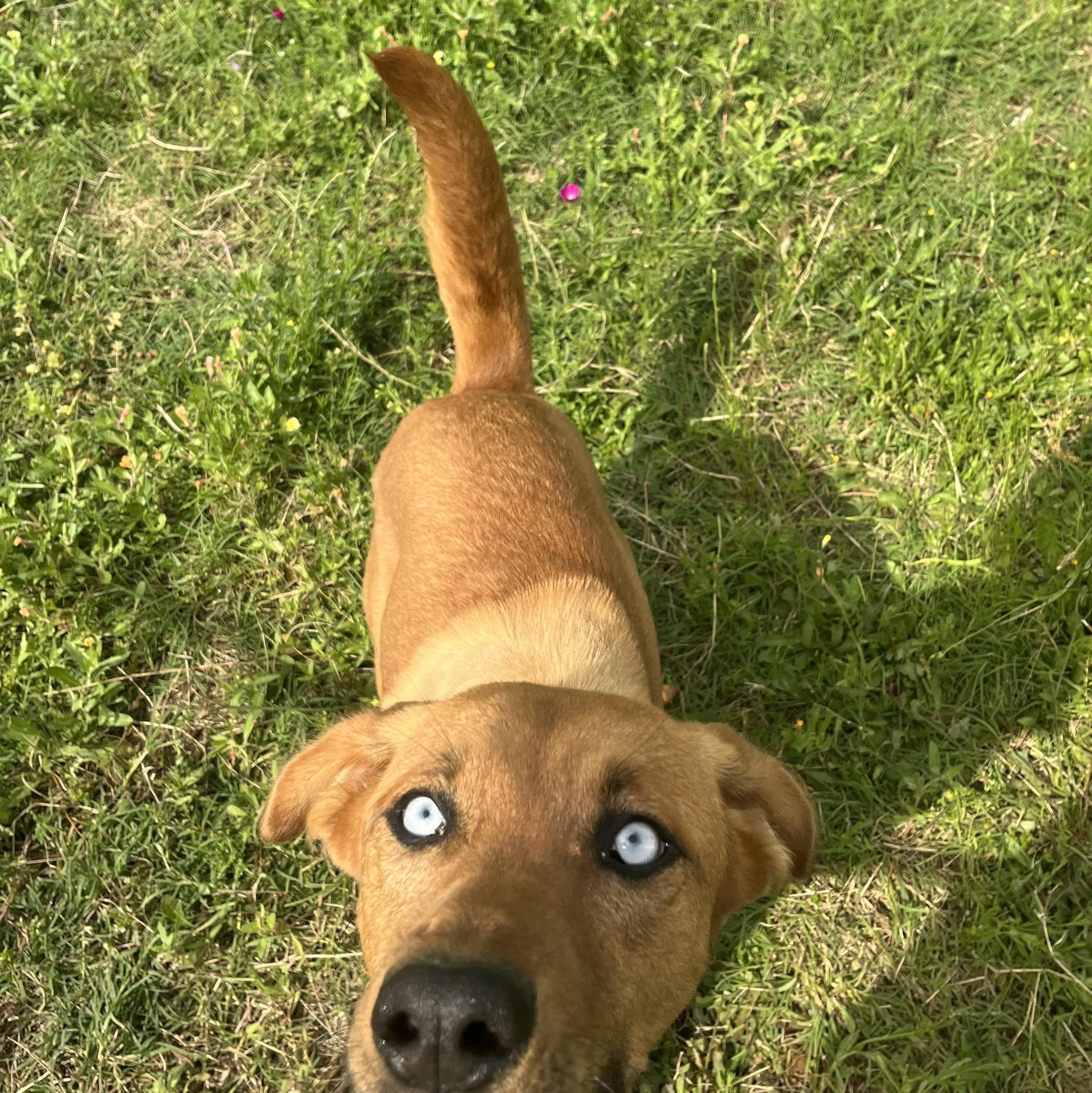 Enlarge Jasmine , an adopted mixed breed in Arvada, CO image 3/3