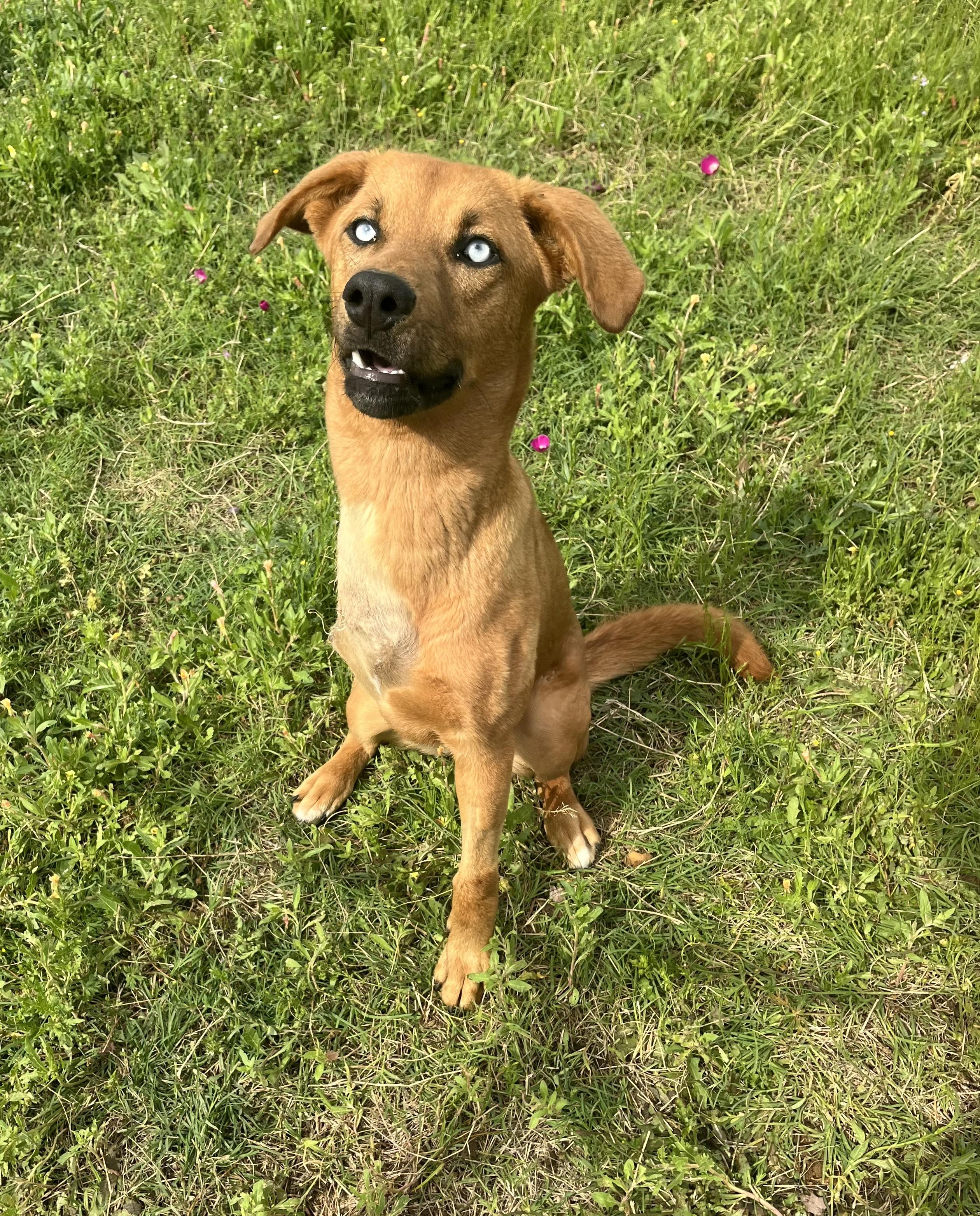 Enlarge Jasmine , an adopted mixed breed in Arvada, CO image 2/3