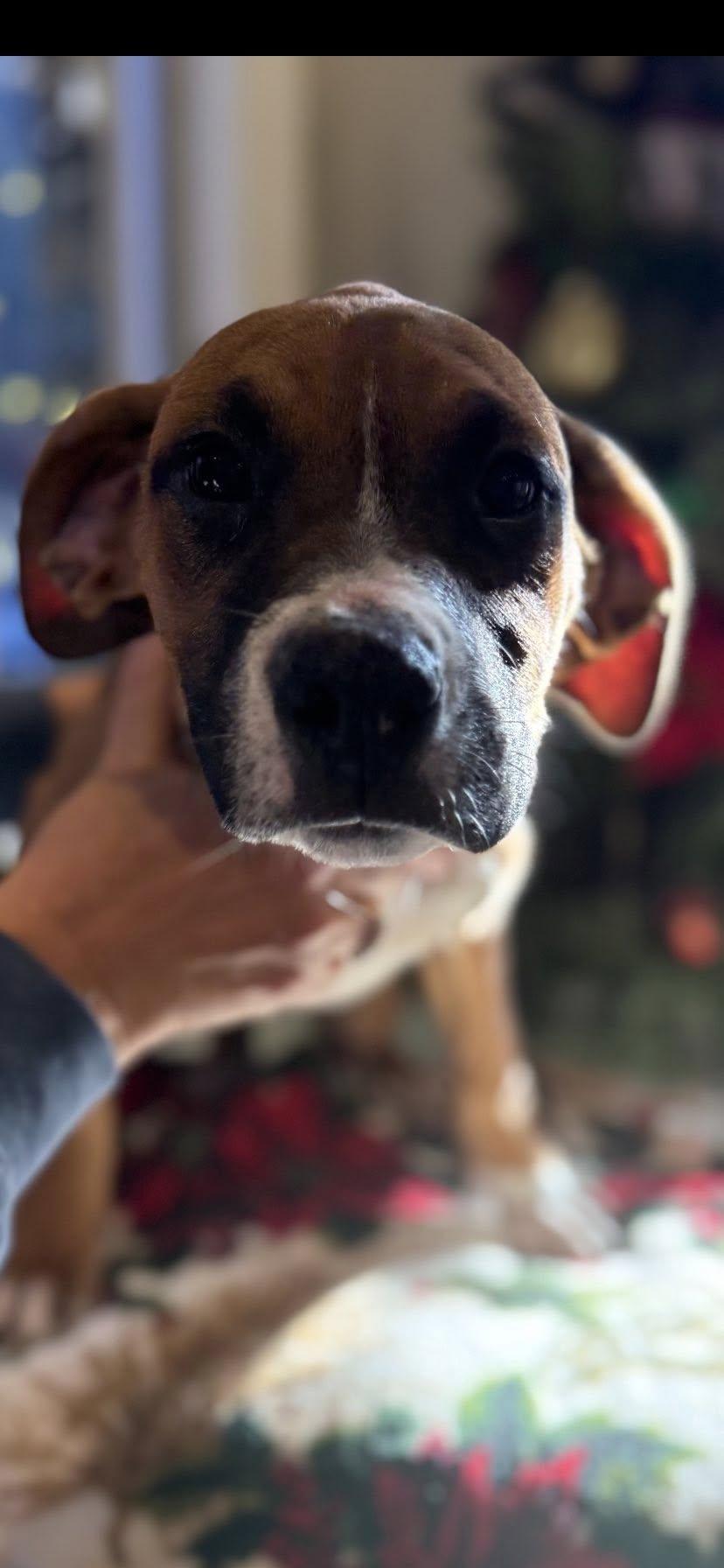 Enlarge Jovie, an adopted mixed breed in Guntersville, AL image 1/5