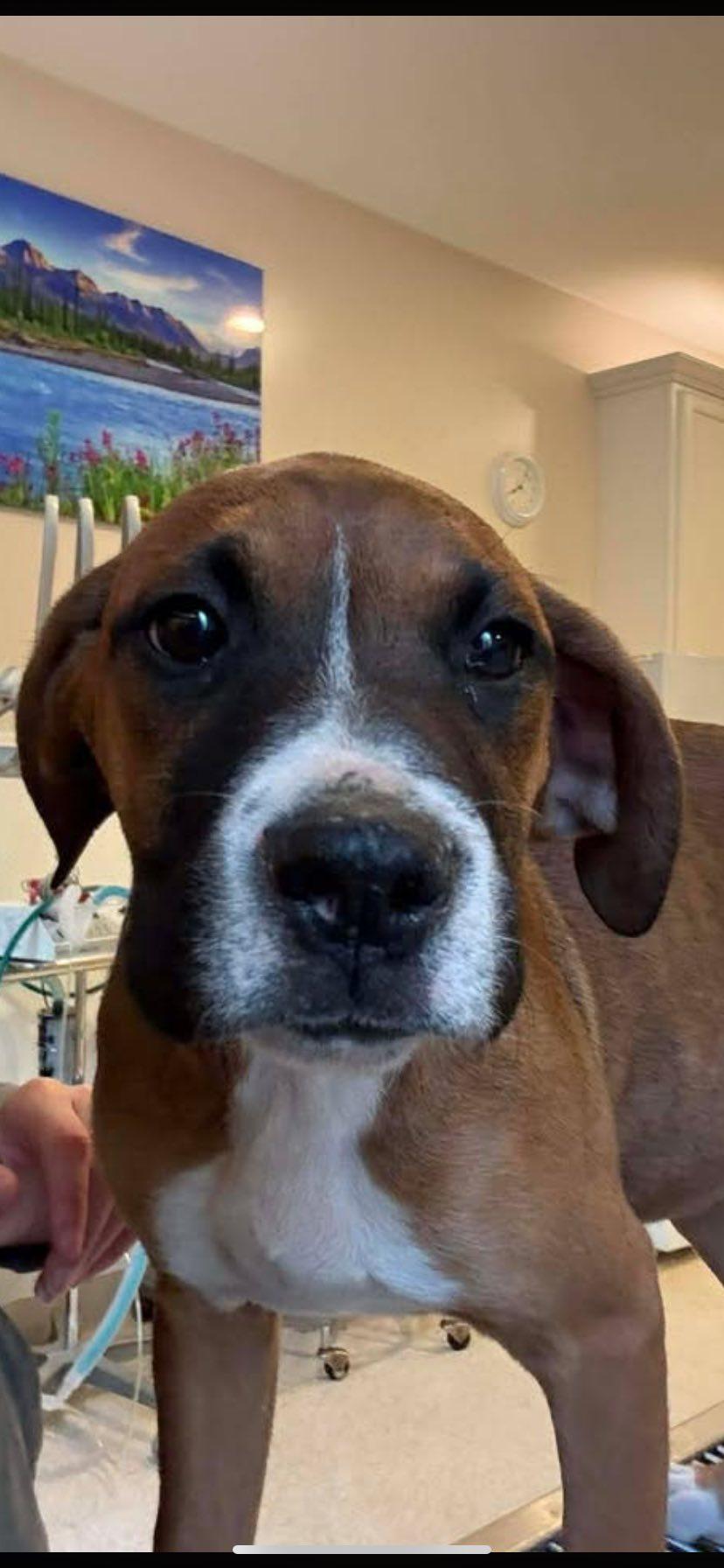 Enlarge Jovie, an adopted mixed breed in Guntersville, AL image 2/5