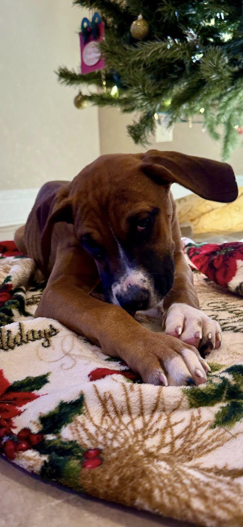 Enlarge Jovie, an adopted mixed breed in Guntersville, AL image 3/5