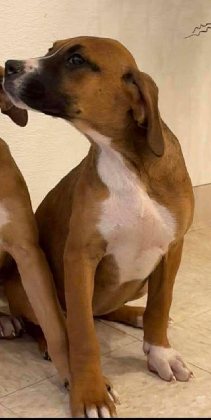 Enlarge Jovie, an adopted mixed breed in Guntersville, AL image 4/5