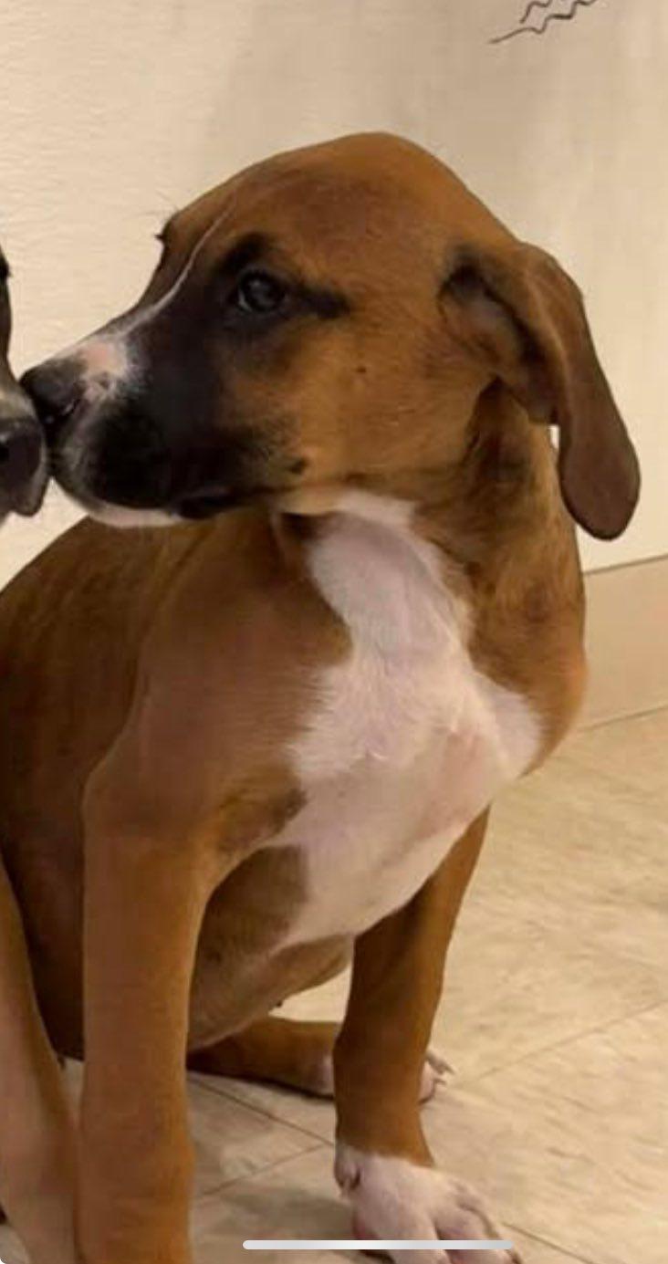 Enlarge Jovie, an adopted mixed breed in Guntersville, AL image 5/5