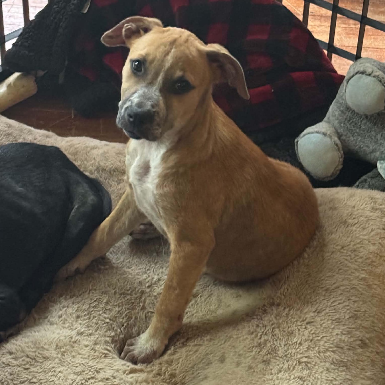 Lacey, a ADOPTABLE mixed breed in Gerry, NY image 4/6