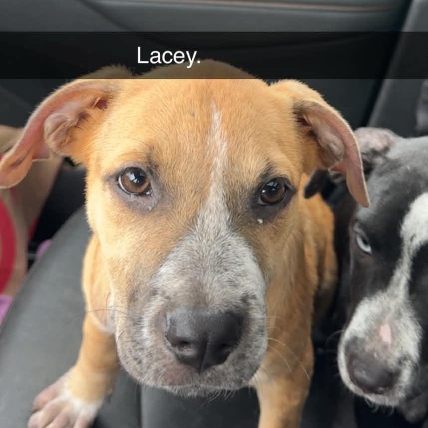 Lacey, a ADOPTABLE mixed breed in Gerry, NY image 2/6
