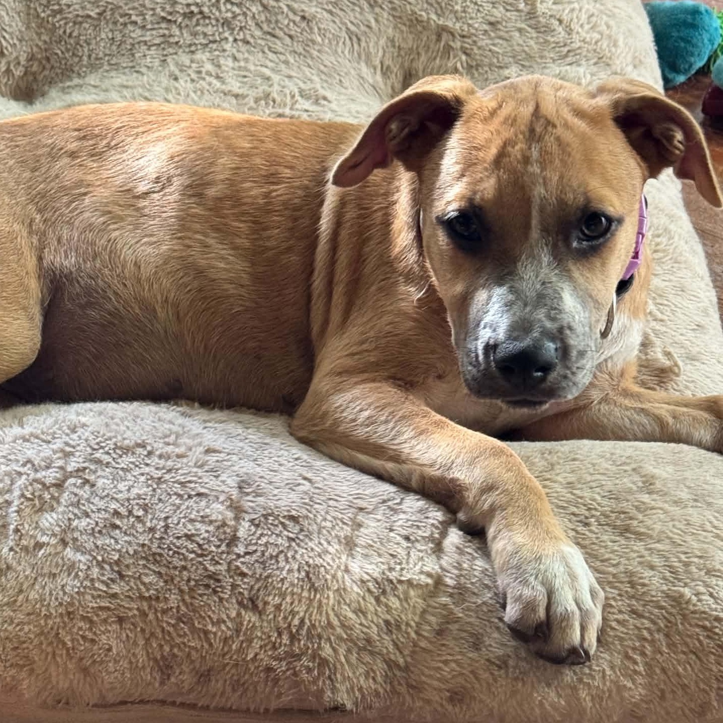 Lacey, a ADOPTABLE mixed breed in Gerry, NY image 5/6
