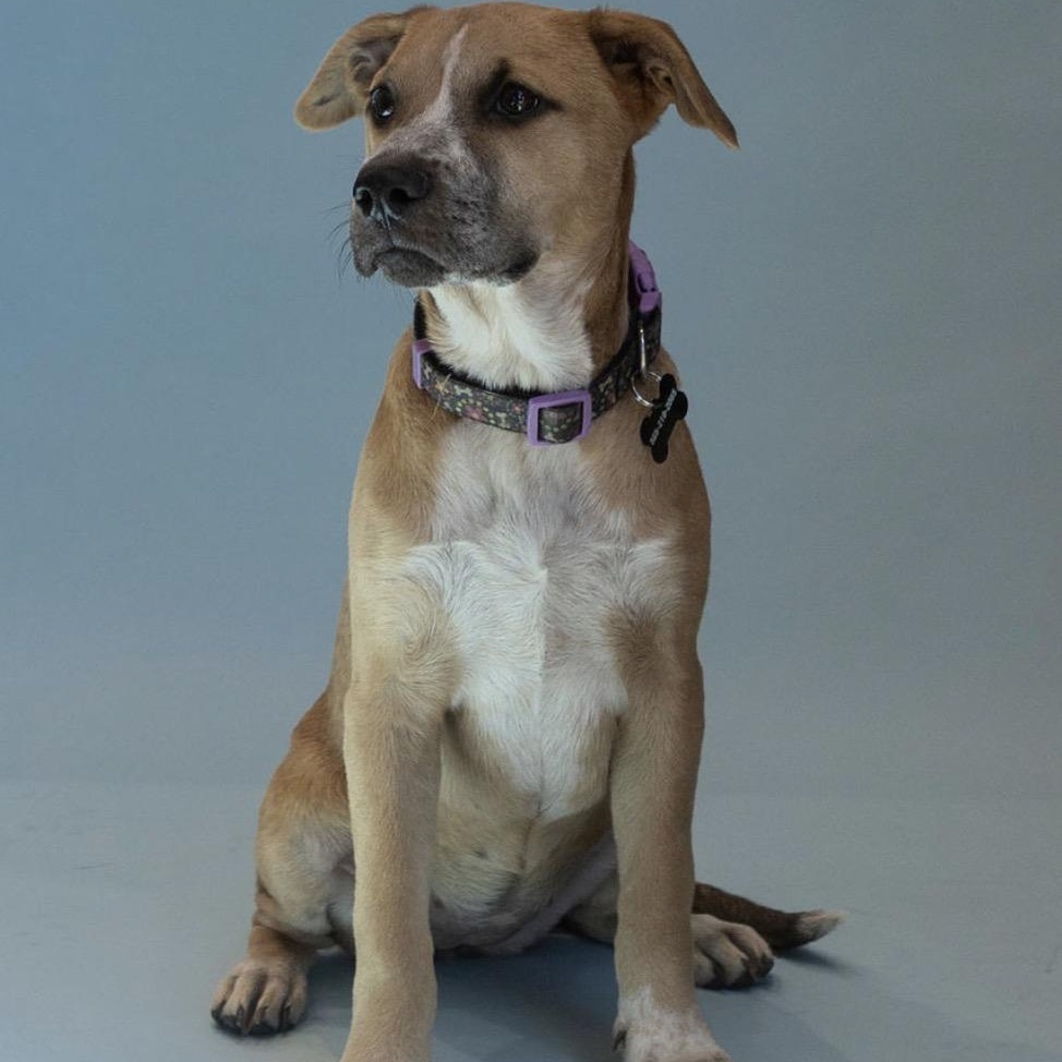 Lacey, ADOPTABLE, Puppy Female Pit Bull Terrier & Australian Shepherd.