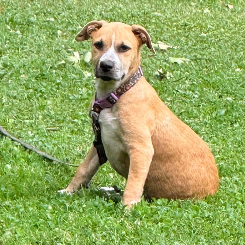 Lacey, a ADOPTABLE mixed breed in Gerry, NY image 3/6