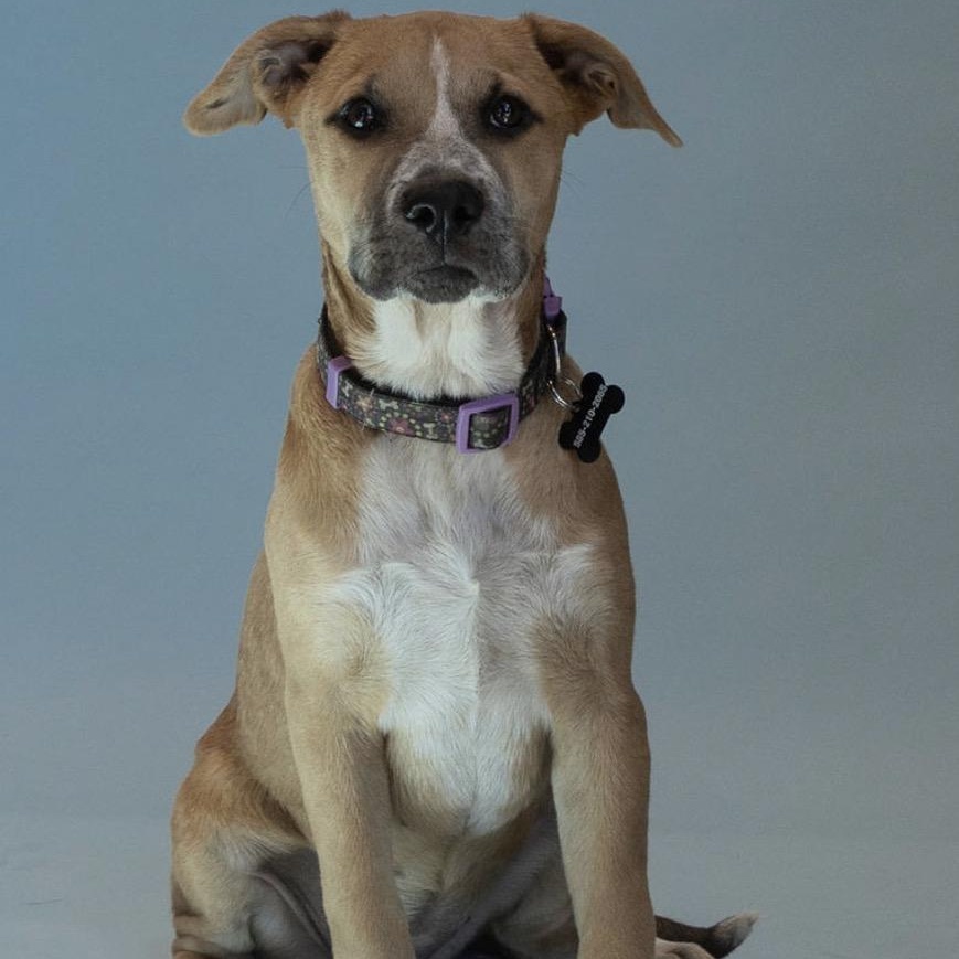 Lacey, a ADOPTABLE mixed breed in Gerry, NY image 6/6