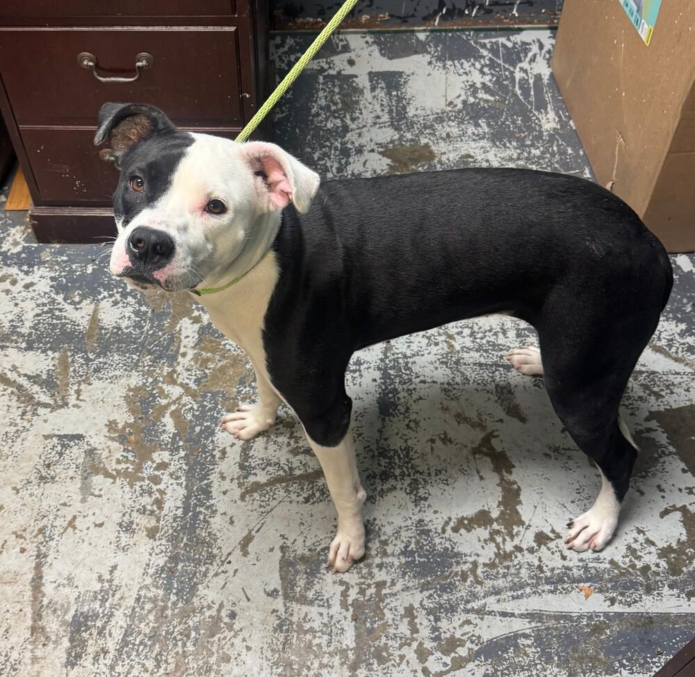 Macy #200, Adoptable, Young Female Pit Bull Terrier.