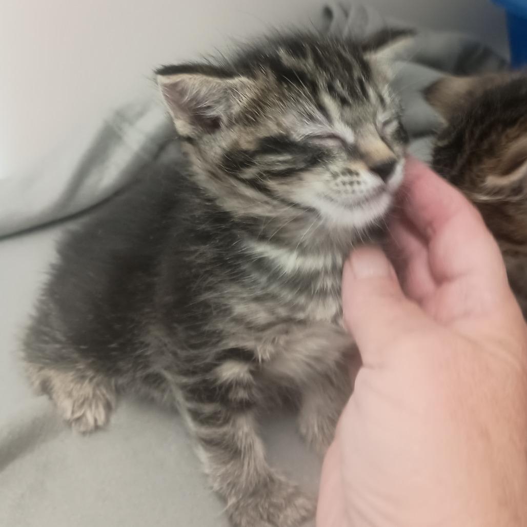 Enlarge Hansel, a Adoptable Domestic Short Hair in Ridgway, CO image 1/1