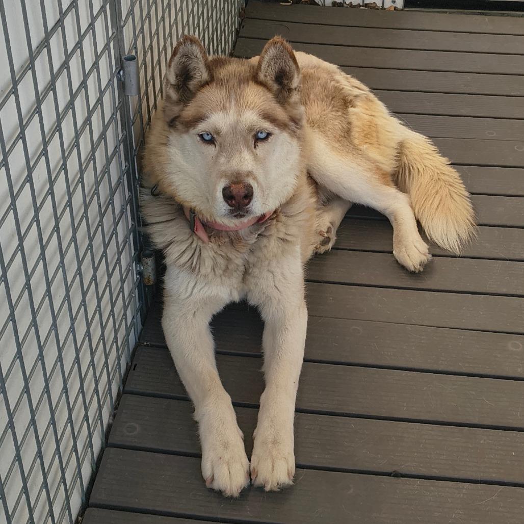 Kita, Adoptable, Senior Female Husky.