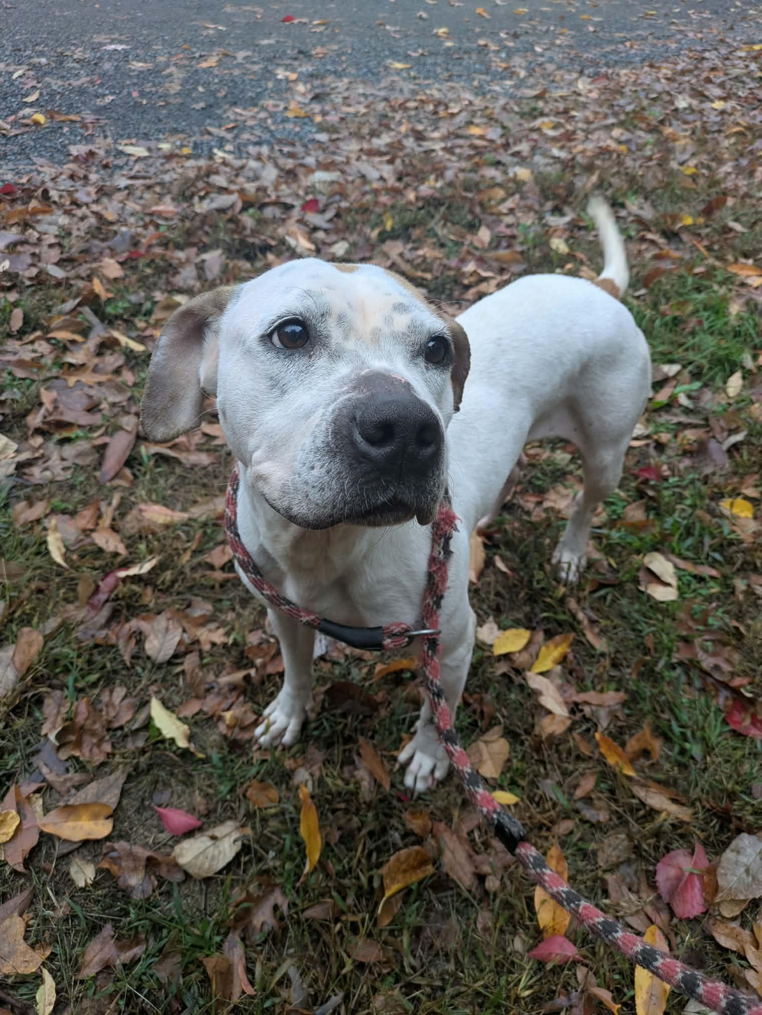 Enlarge Penelope, a Adoptable American Staffordshire Terrier in Brockton, MA image 1/3