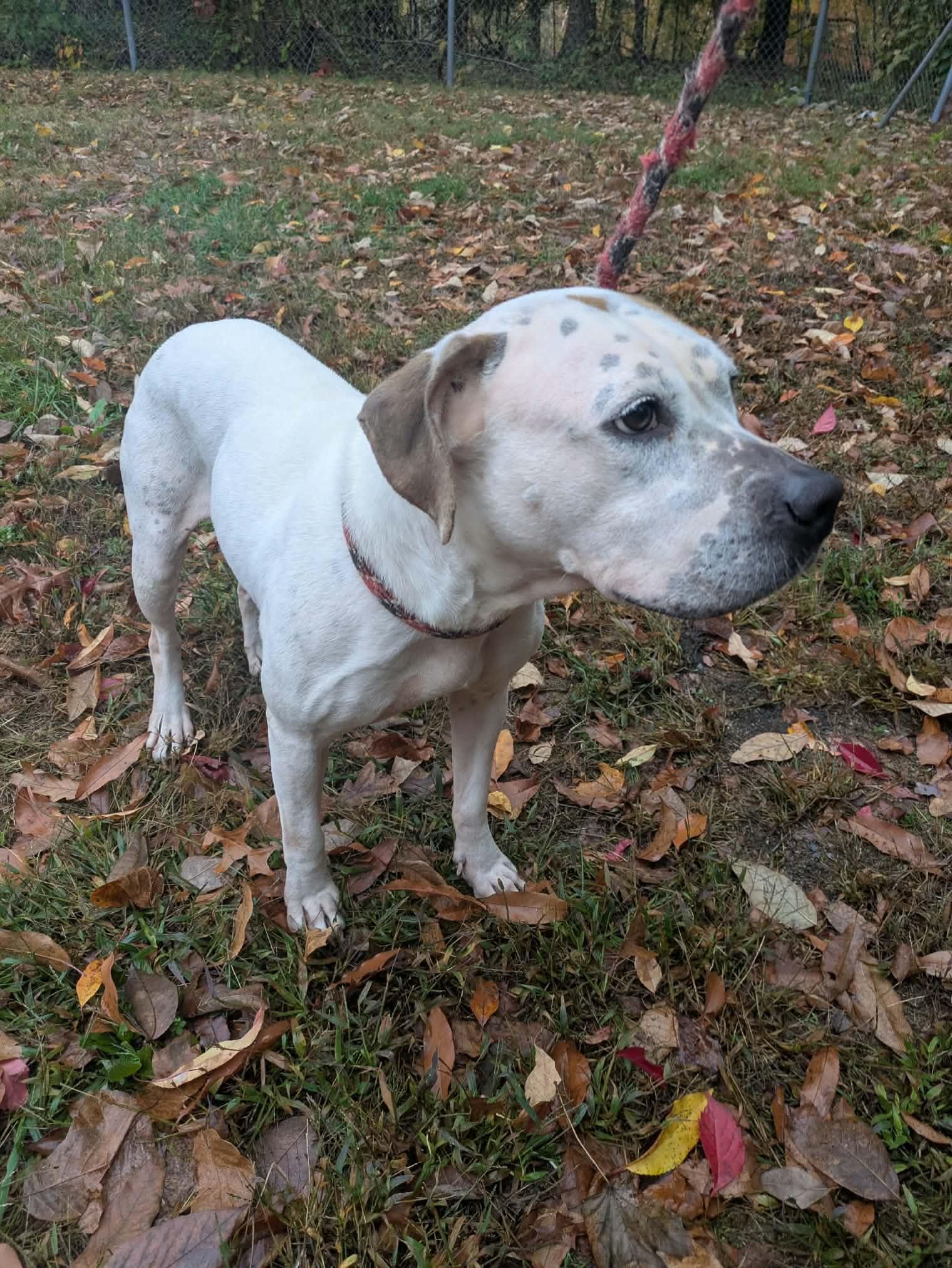 Enlarge Penelope, a Adoptable American Staffordshire Terrier in Brockton, MA image 2/3