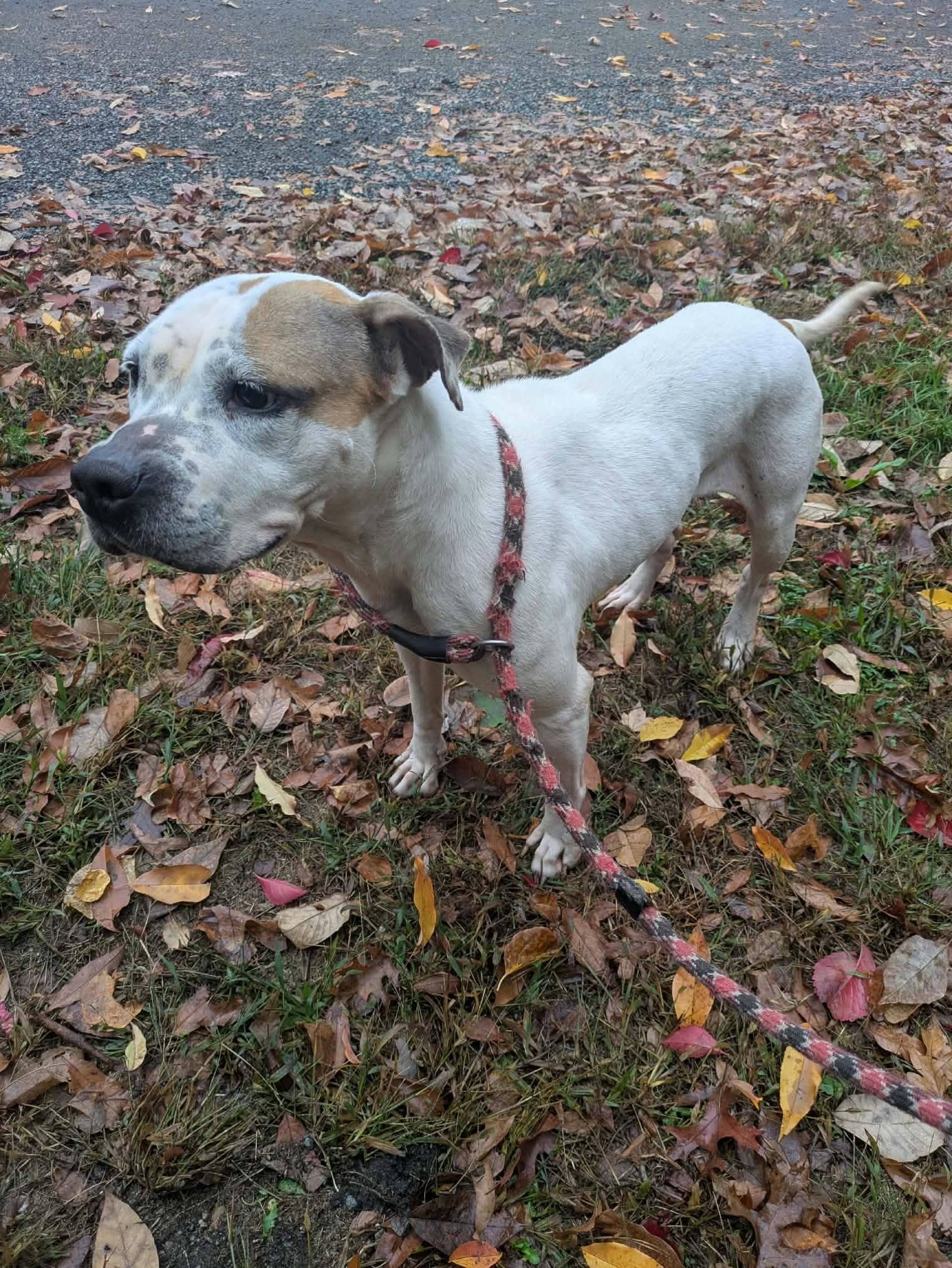 Enlarge Penelope, a Adoptable American Staffordshire Terrier in Brockton, MA image 3/3