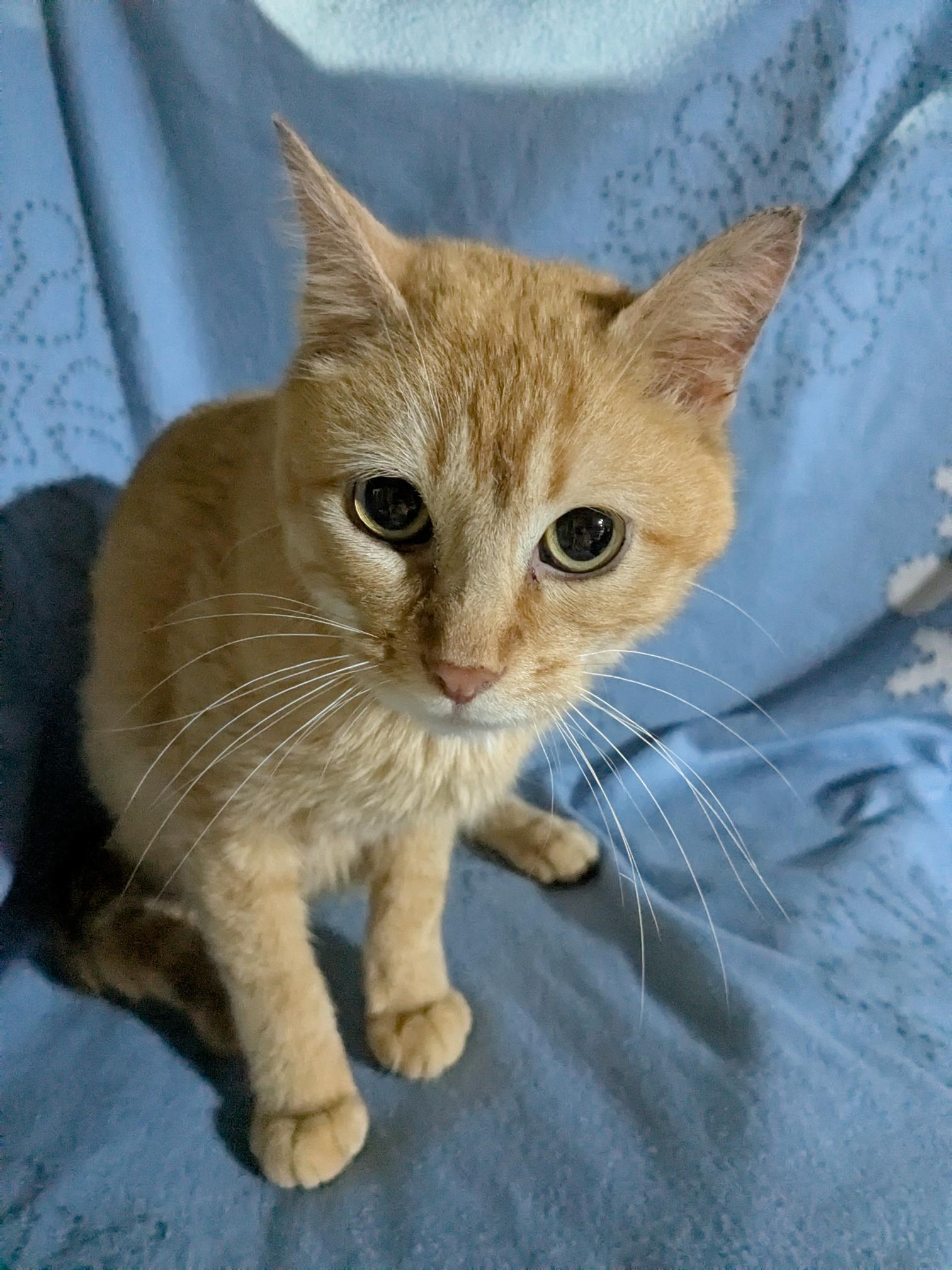 Wesley (bonded with Genesis)