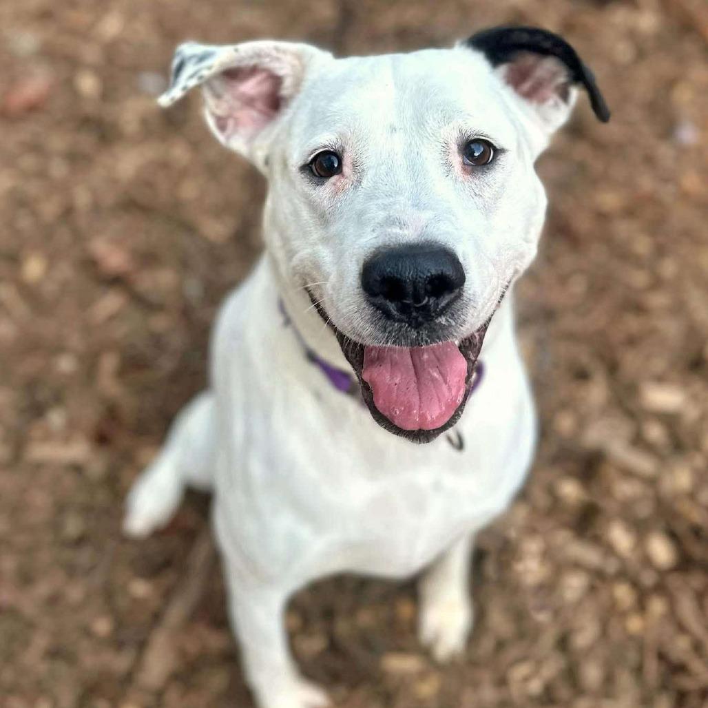 Enlarge Neve, a Adoptable mixed breed in Fredericksburg, VA image 1/6