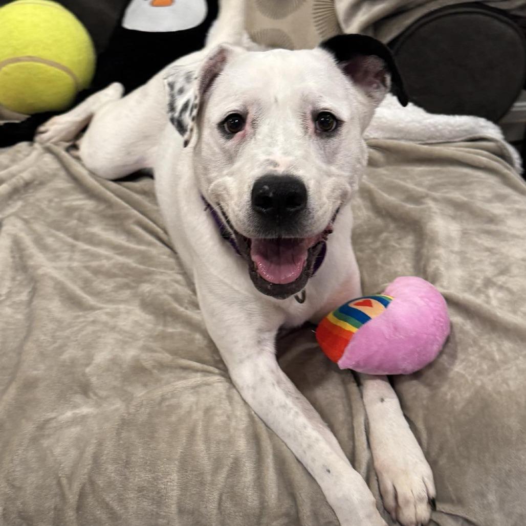 Enlarge Neve, a Adoptable mixed breed in Fredericksburg, VA image 2/6