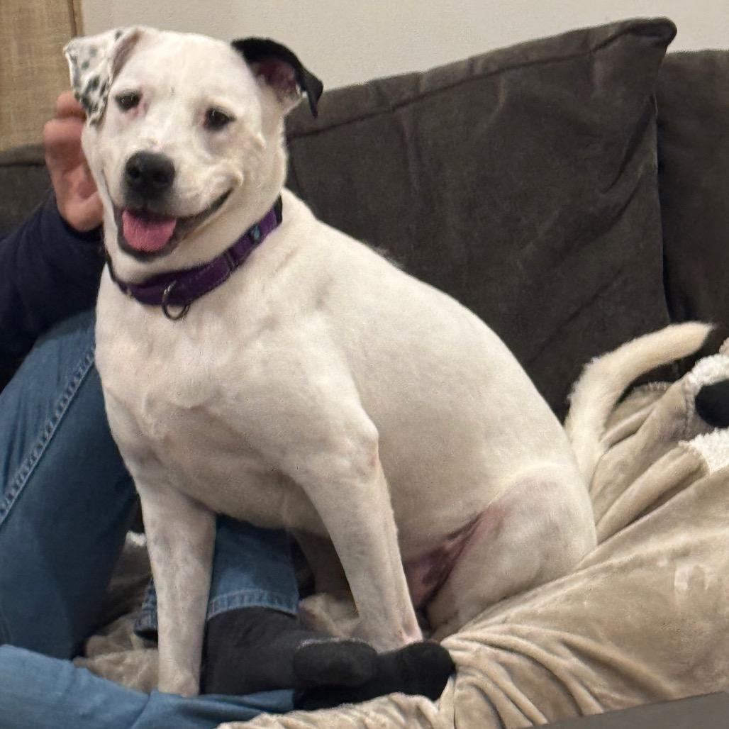 Enlarge Neve, a Adoptable mixed breed in Fredericksburg, VA image 3/5