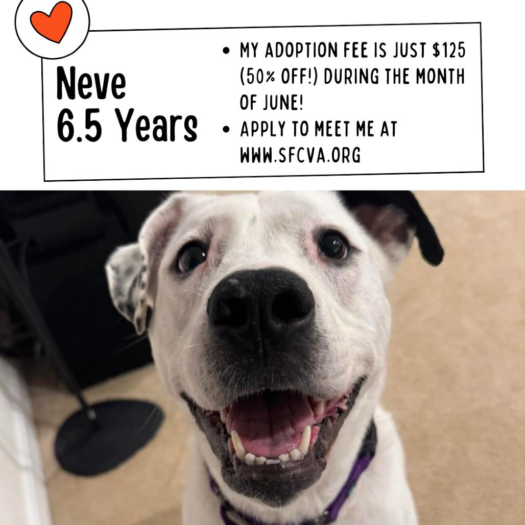 Neve, a Adoptable mixed breed in Fredericksburg, VA image 3/6