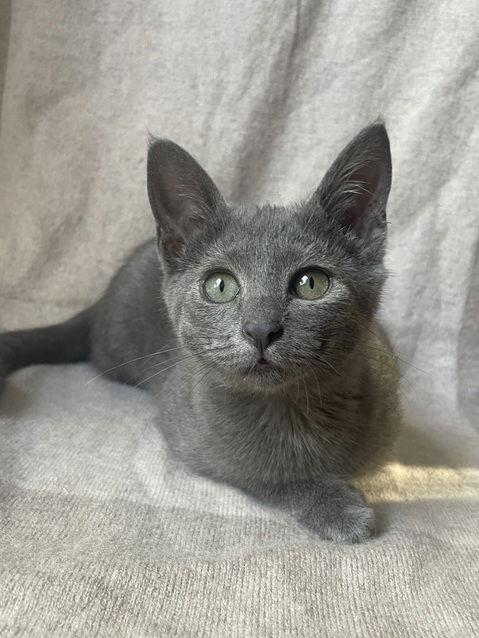 Arwen25, Adoptable, Kitten Female Russian Blue & Domestic Short Hair.