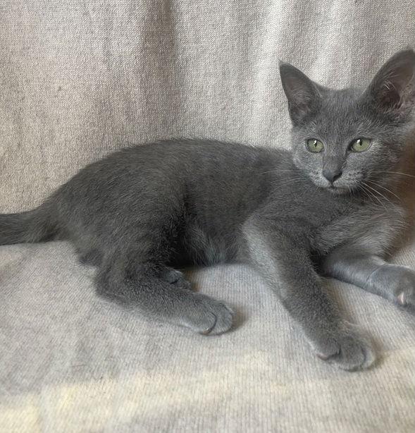 Enlarge Arwen25, a Adoptable mixed breed in Nashville, TN image 3/3