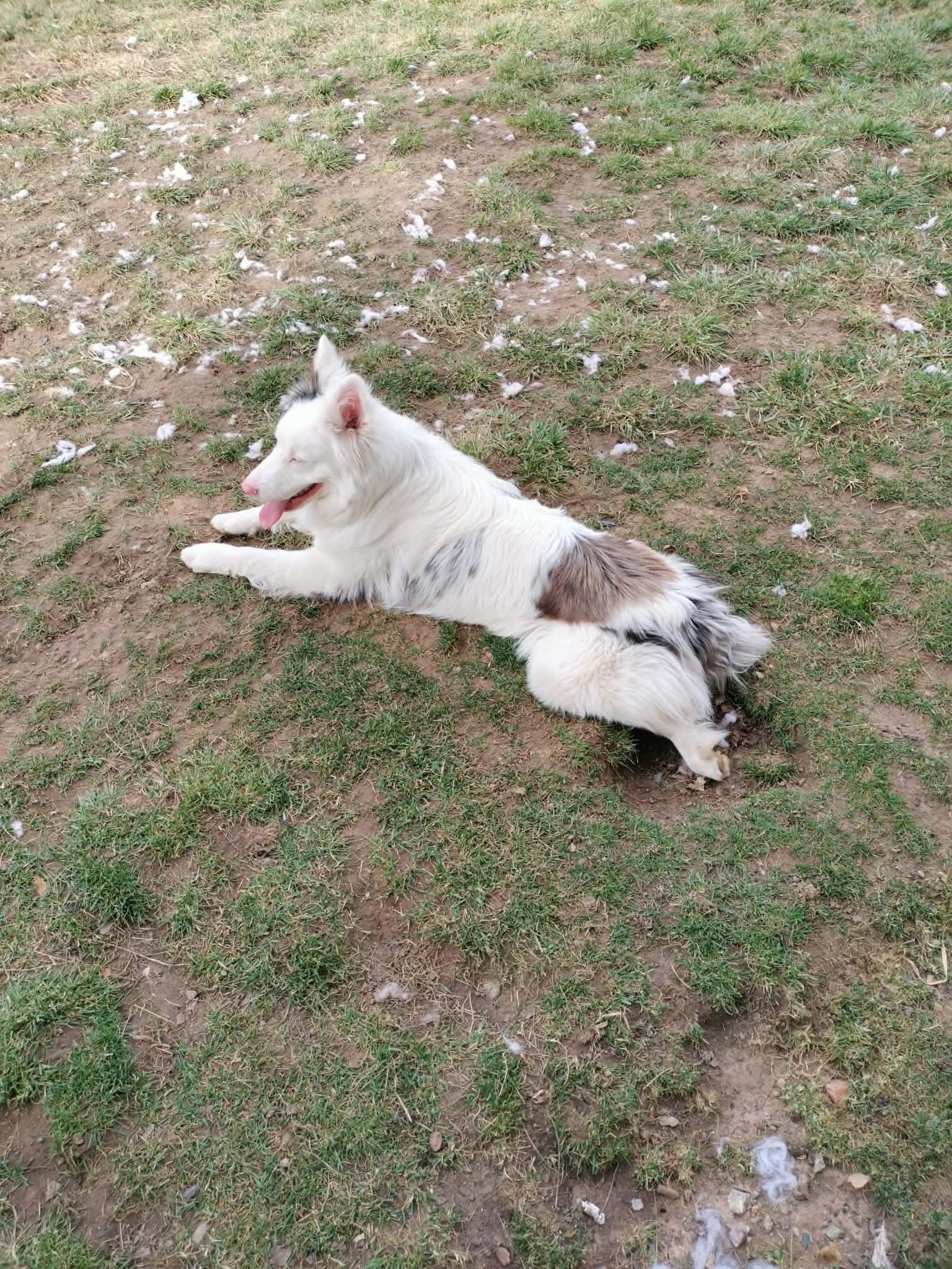 Enlarge Odin, a ADOPTABLE Australian Shepherd in Clinton, UT image 5/5