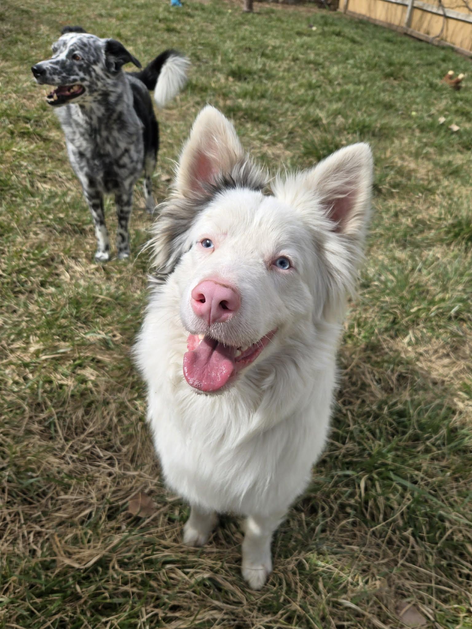 Enlarge Odin, a ADOPTABLE Australian Shepherd in Clinton, UT image 2/5