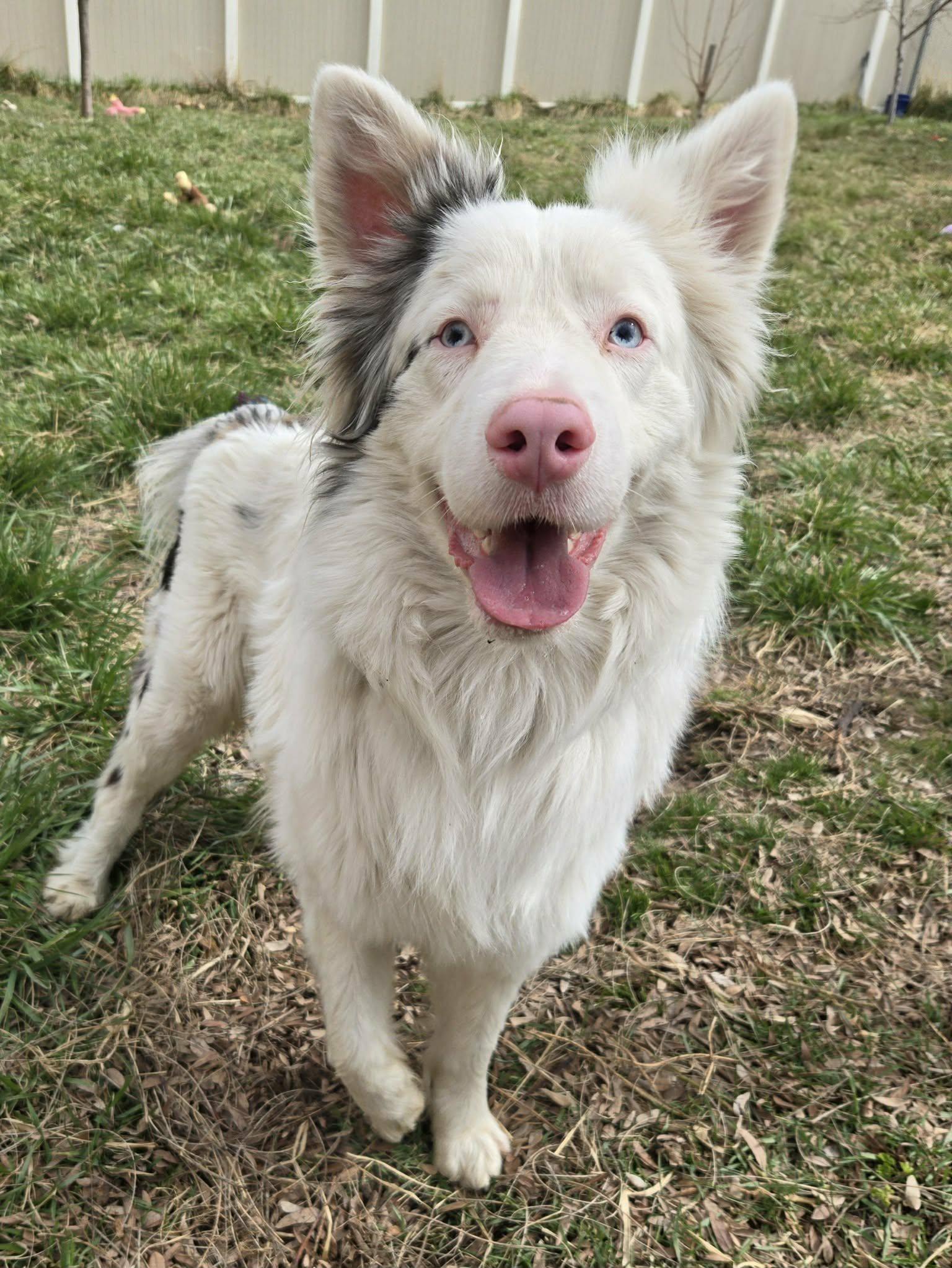 Odin, ADOPTABLE, Young Male Australian Shepherd.