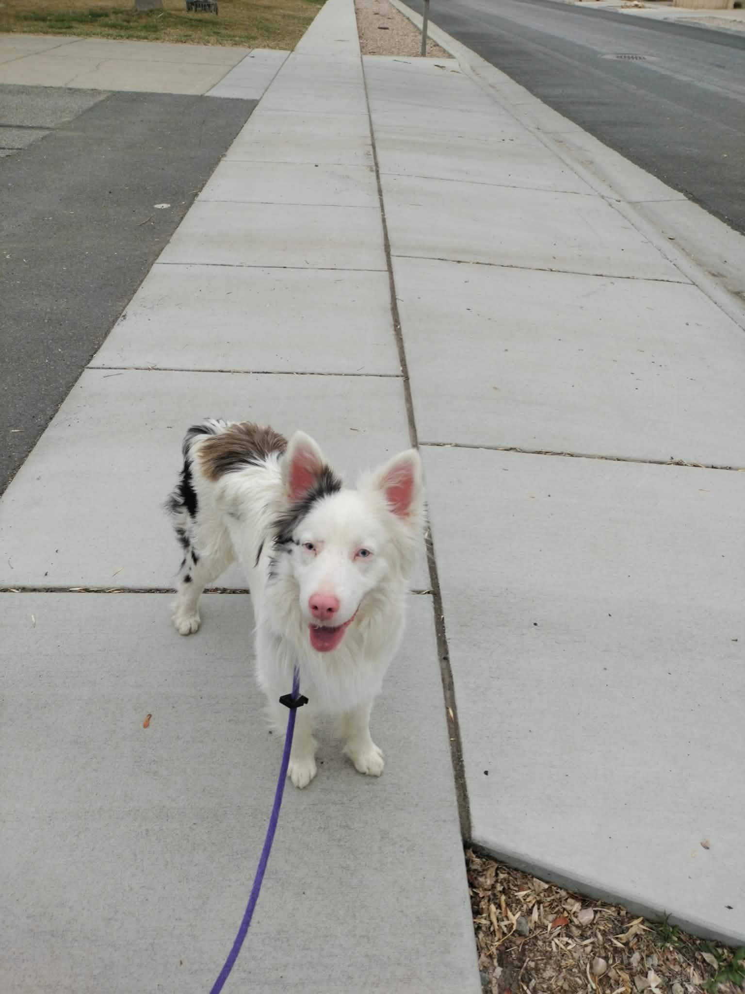 Enlarge Odin, a ADOPTABLE Australian Shepherd in Clinton, UT image 4/5