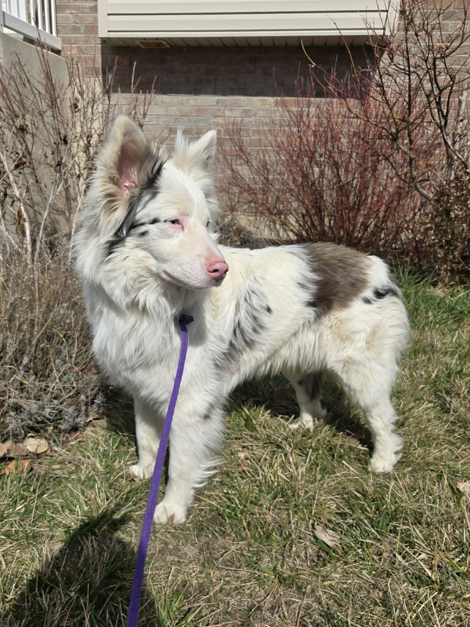 Enlarge Odin, a ADOPTABLE Australian Shepherd in Clinton, UT image 3/5
