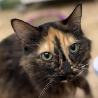 Violet, Adoptable, Senior Female Domestic Medium Hair.