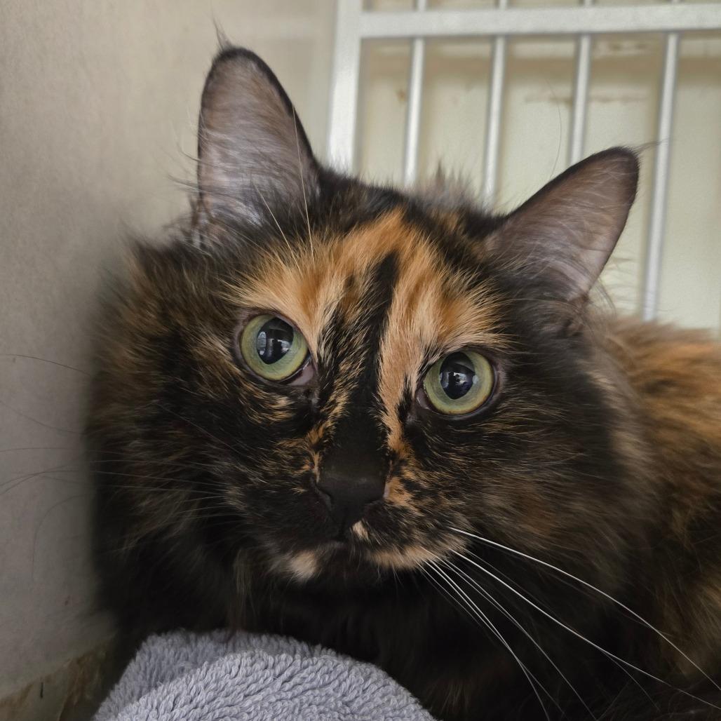 Enlarge Violet, a Adoptable Domestic Medium Hair in Colorado Springs, CO image 2/3