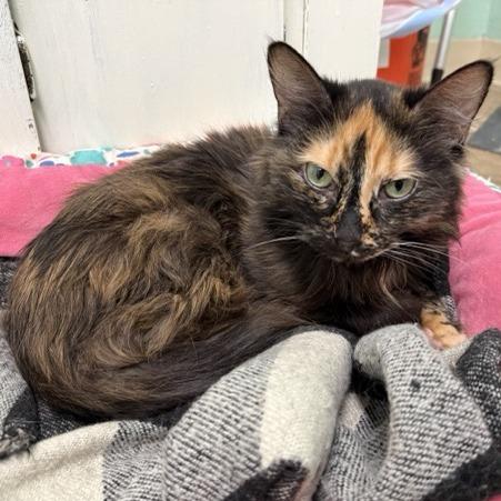 Enlarge Violet, a Adoptable Domestic Medium Hair in Colorado Springs, CO image 3/3
