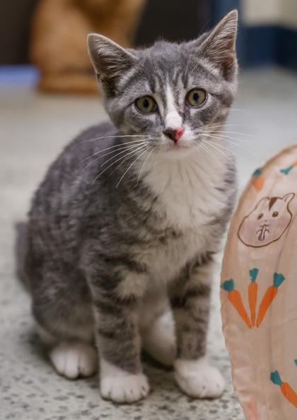 Monarch, Adoptable, Kitten Male Domestic Short Hair & Domestic Short Hair.