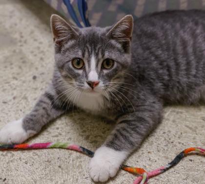 Enlarge Monarch, a Adoptable mixed breed in Baraboo, WI image 3/3