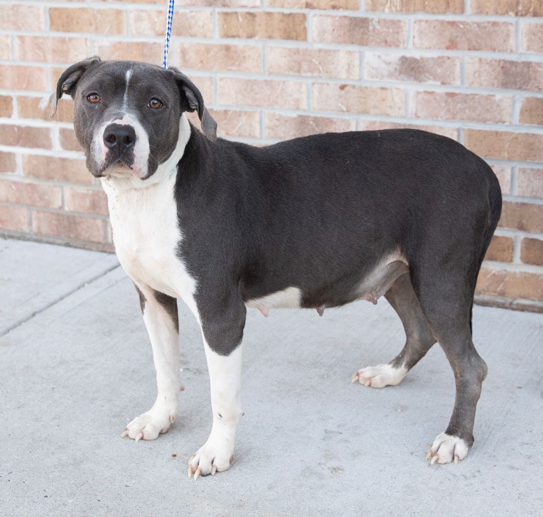 Enlarge Diamond, a Adoptable mixed breed in Lambertville, NJ image 2/6