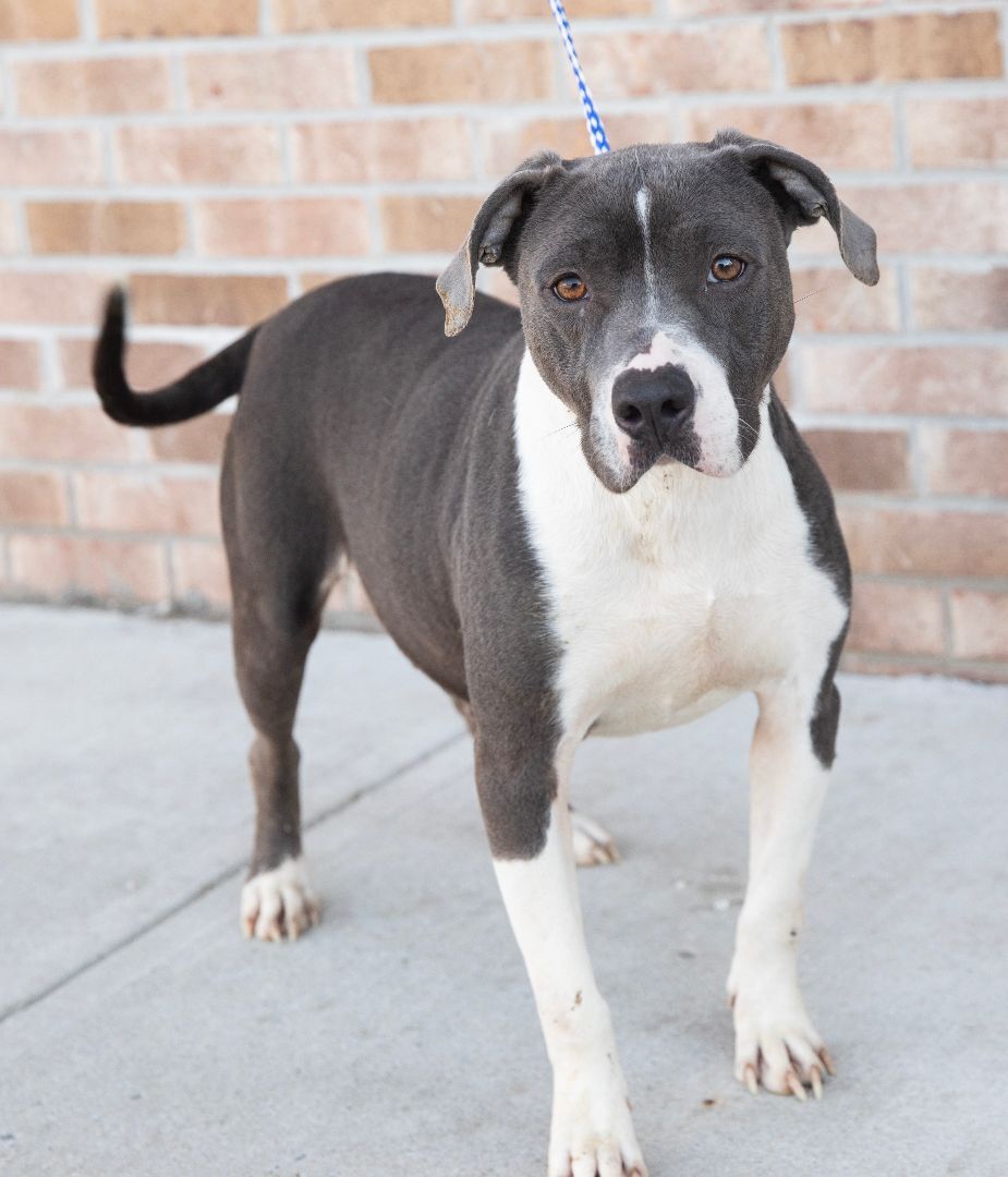 Enlarge Diamond, a Adoptable mixed breed in Lambertville, NJ image 3/6