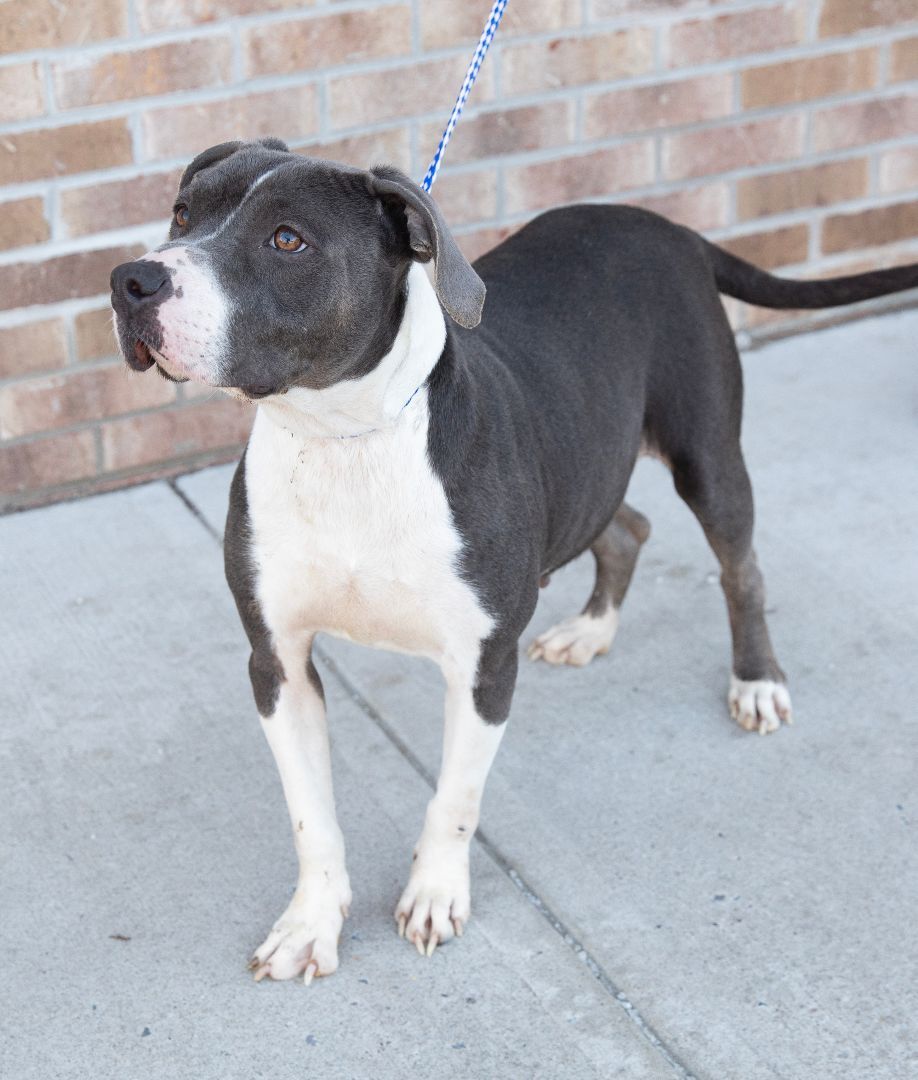 Enlarge Diamond, a Adoptable mixed breed in Lambertville, NJ image 4/6